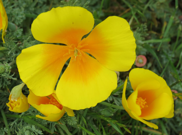 California Poppy